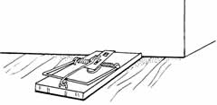 Snap trap for shrews
